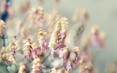 Pastel Lupines - white, nature, lupines, pink, blue, flowers