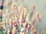 Pastel Lupines