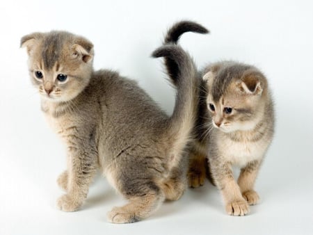 cute kittens - cute, cats, kittens