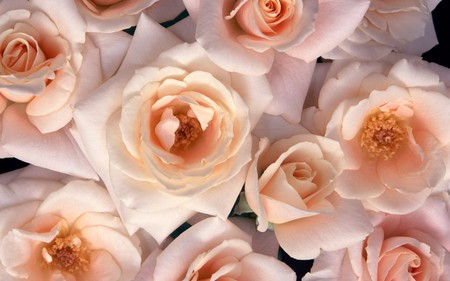 Peaches and Cream - nature, roses, pink, flowers, peachy