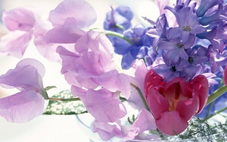 Mixed Pastels - nature, purple, red, pink, tulip, flowers, hyacinth