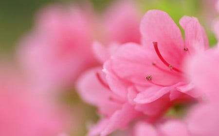 Pink Azalea - azalea, flowers, naure, pink