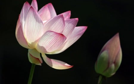 Lily Open and Bud - nature, open, lily, pink, flowers, bud