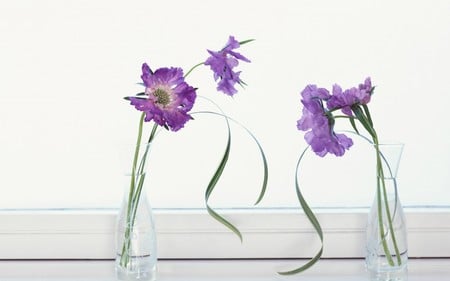 Purple Cosmos Straight Up Baby - nature, purple, vases, ribbons, flowers, cosmos