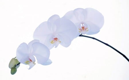 Pale Lavender Orchids - white, nature, orchids, pale lavender, flowers