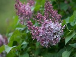 Fragrant Lilacs