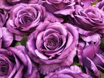 Purple roses