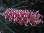 PINK GREVILLEA