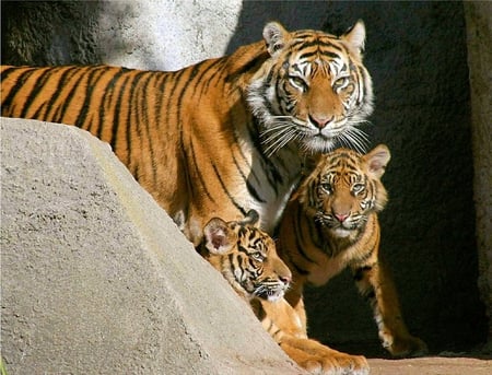 Mom and Her Two Boy's - cubs, two, tiger, cat