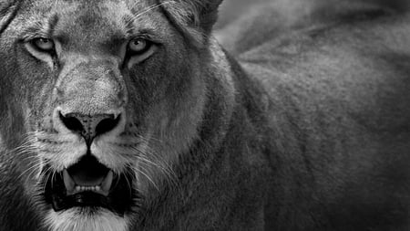 powerful - black, white, animal, photography, lion, monochrome, cat