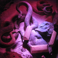 Snakes Guarding The Gold