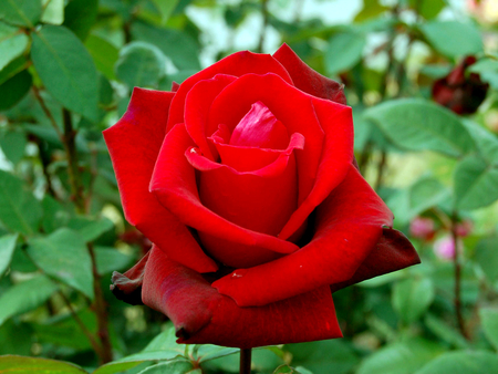 Red Rose - flowerbed, roses, photography, lovely, nature, pretty, red, beautiful, drop, flowers, photo, garden, flower