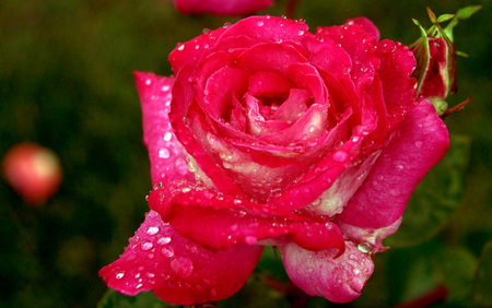 Deep Pink Rose - beauty, flowerbed, roses, photography, rose, nature, beautiful, pink, photo, garden