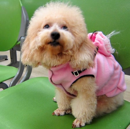 Lovely dog - dress, dog, lovely, pink