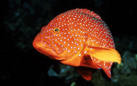 Orange Doted Fish - doted, picture, beautiful, fish, orange