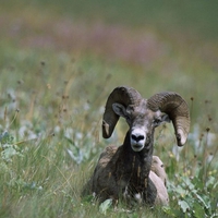 Bighorn-Sheep