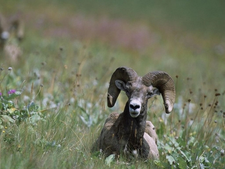 Bighorn-Sheep - in grass, sheep, cool, picture, bighorn