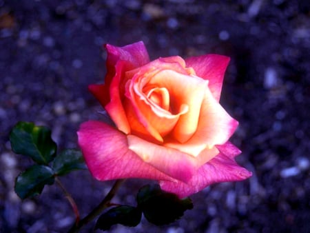 Rose - roses, yellow, photgraphy, photo, flower, pink, flowerbed, flowers, nature, garden, rose