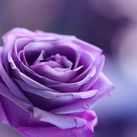 Single purple rose