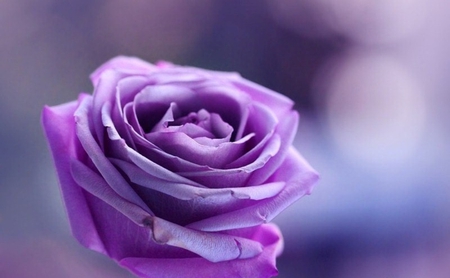 Single purple rose - tenderness, sweetness, purple rose, beauty, flower, petals, purple, singel rose, rose, cute, tender, softness