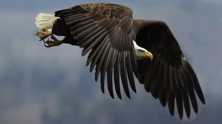 Great Eagle - free american, flying, eagle, great, bird wallpaper, great eagle, bird