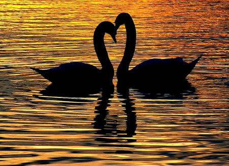 swan lake - nature, love, swan, lake, couple, water, golden, sunset