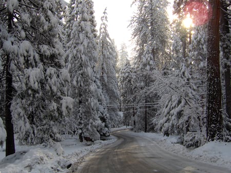 sun peaking thru trees - winter, nature, gorgeous, beautiful, scene