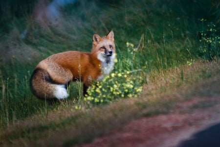 Red Fox by the Road Side - fox, red, grass, road, wildflowers