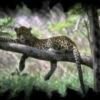 Leopard Tree