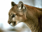 Cougar 1