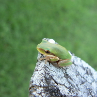 DWARF FROG