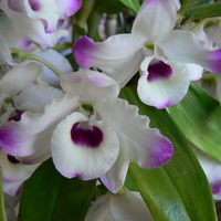 ORCHIDS