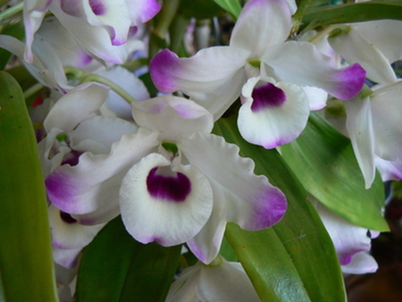 ORCHIDS - flowers, white, purple, pretty