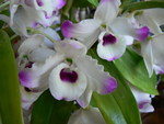 ORCHIDS