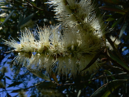 FLOWERS OF THE MELALEUCA TREE - flowers, white, tree, plant