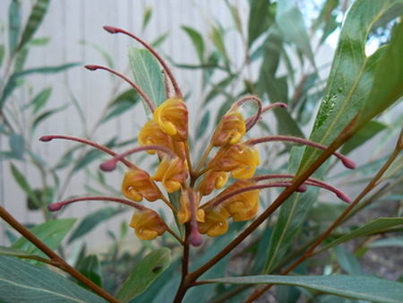 BEAUTIFUL FLOWER - flower, yellow, beauty, plant