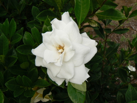 GARDENIA - white, flower, pretty, plant