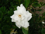 GARDENIA