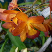 ORANGE ORCHID