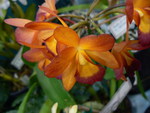 ORANGE ORCHID