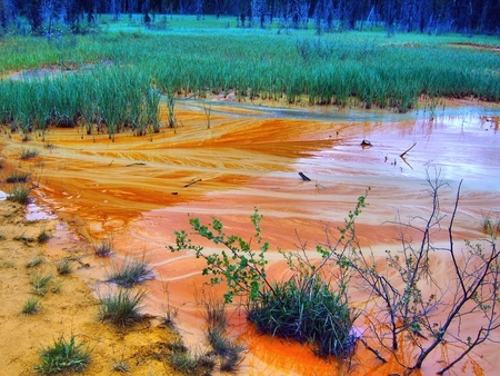 red marsh - nature, water, marsh, photography