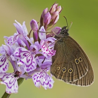 Brown Forest Bird Butterfly with Spotted Orchid.