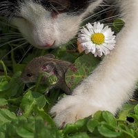 Cat and mouse game.