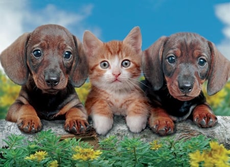 Best friends. - cat, dog, animal, friend, flower