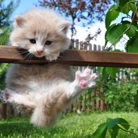 Sweet Playful Kitty