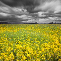 Stormy Day in Spring