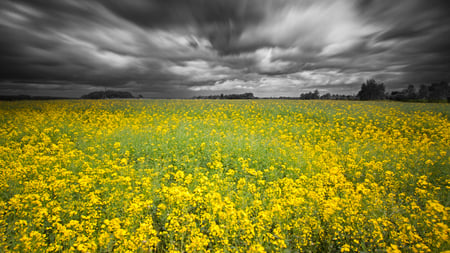 Stormy Day in Spring - fields, yellow, clouds, beautiful, flowers, stormy, gray