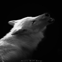Arctic Wolf Song