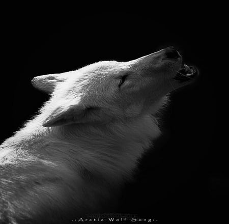 Arctic Wolf Song - dogs, wolf, dog, other, animals, wolves