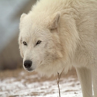 Arctic Wolf